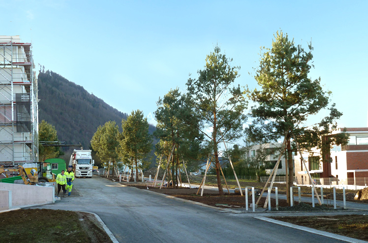 Spielhof, Oberwil Zug, Instant Gardening