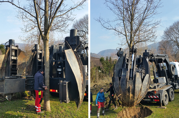 Schüssinsel Biel, Verpflanzung