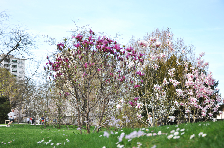 Kannenfeldpark Basel, Bepflanzung