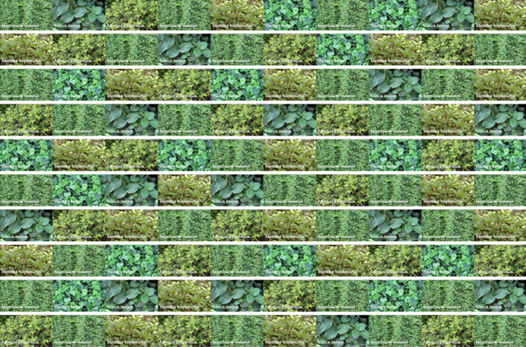 206_sit_pflanz_10