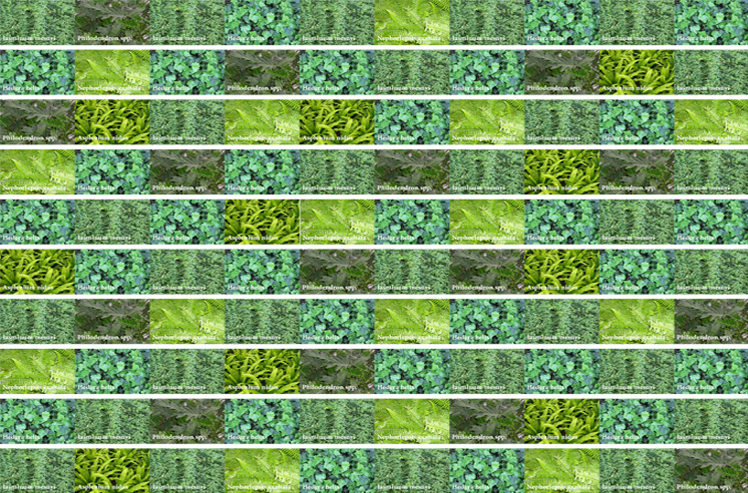 206_sit_pflanz_30
