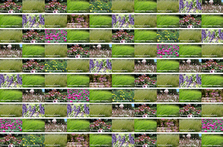 206_sit_pflanz_40
