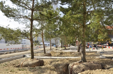 Magnetareal, Föhrenpflanzung