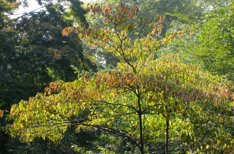 Referenzbild Koreanischer Mischwald, Erdgeschoss