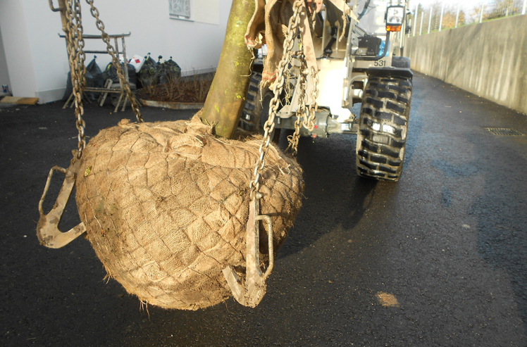 Rascher Baufortschritt in Carmel, Menzingen