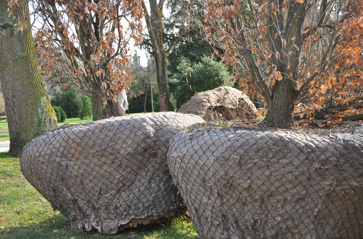 Neue Bäume für den Kannenfeldpark