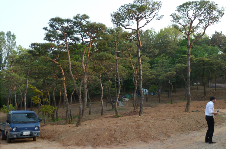 Baumschulbesuche in Seoul