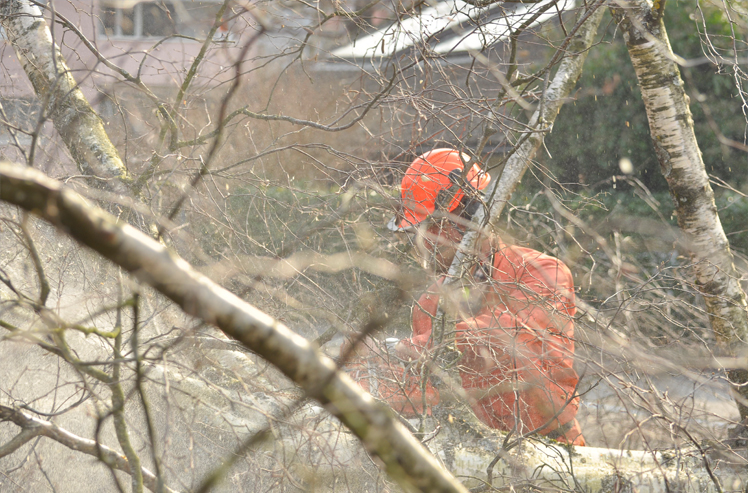 Neues Grün für die Schüssinsel