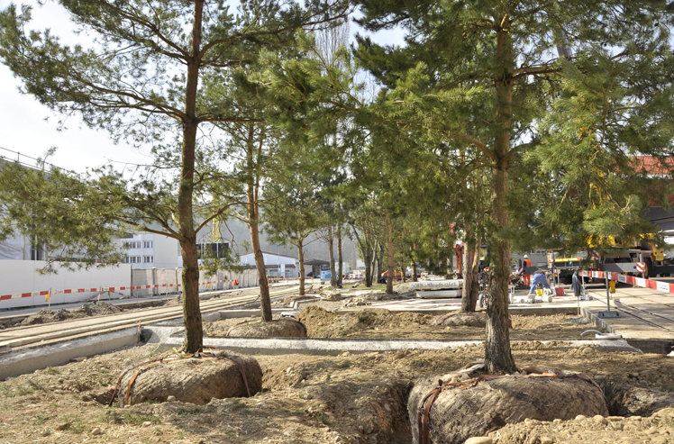 Ein Föhrenhain entsteht…