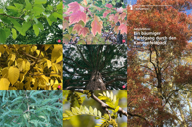 Im Kannenfeldpark auf Baum-Weltreise