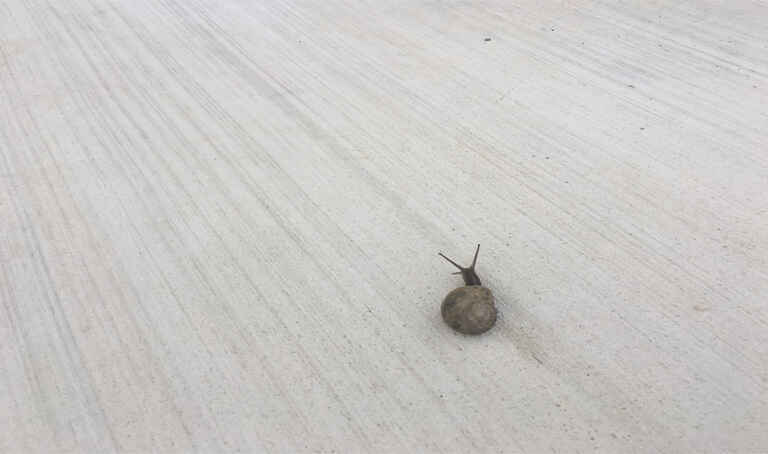 Baufortschritt beim Tierheim beider Basel