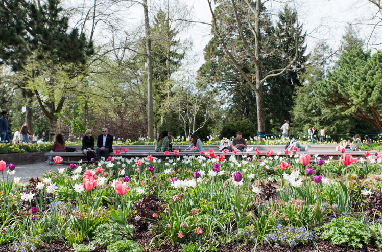 Kannenfeldpark: Tulpenmeer im Rosengarten