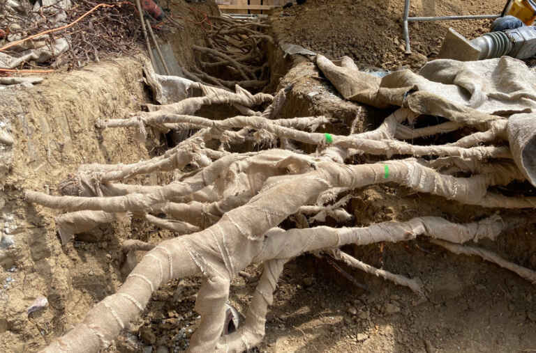 Basler Baumschutz in Zürich